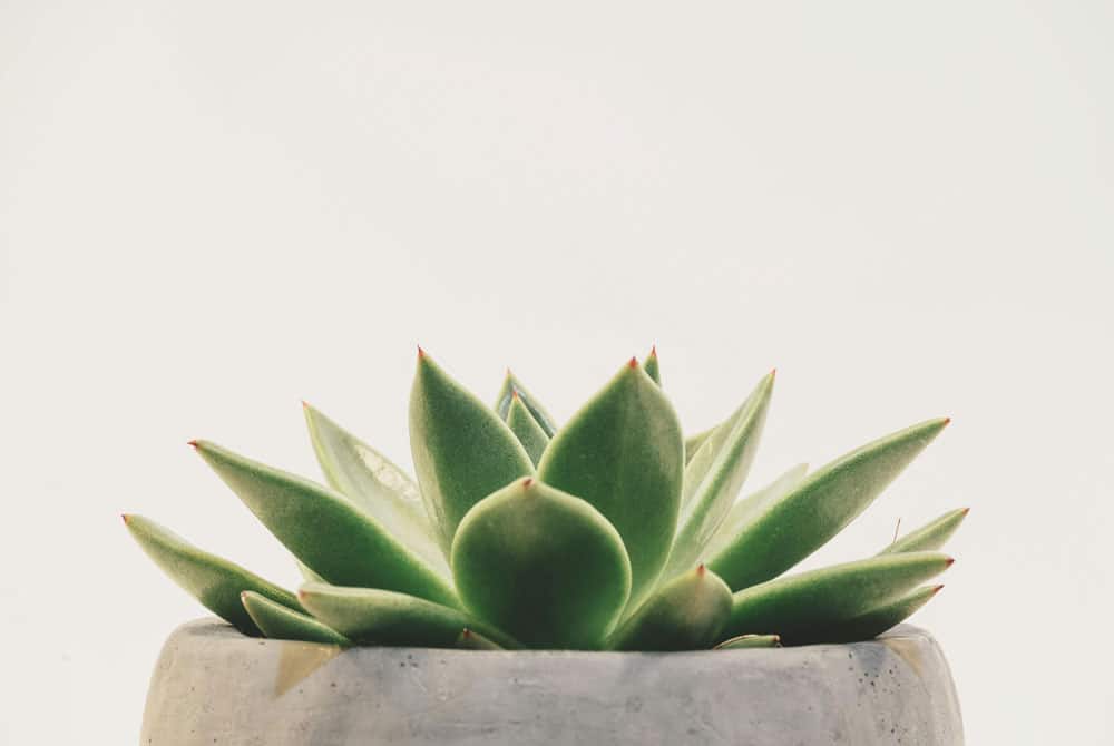 Therapy for People-Pleasing Therapy for People-Pleasing